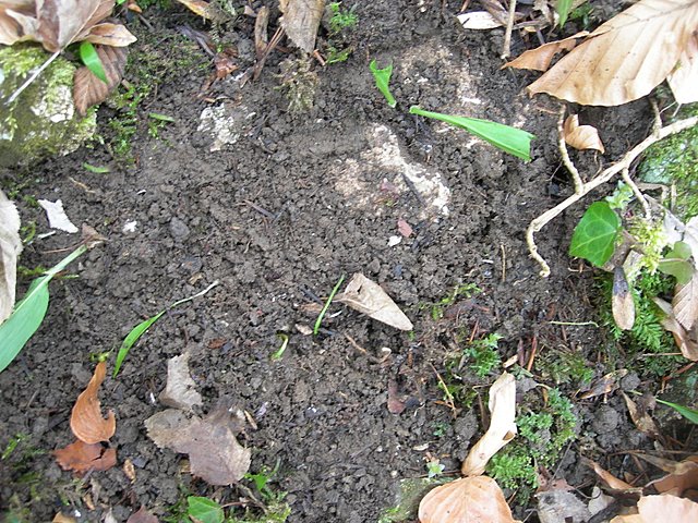 Il Tempo delle Morchelle